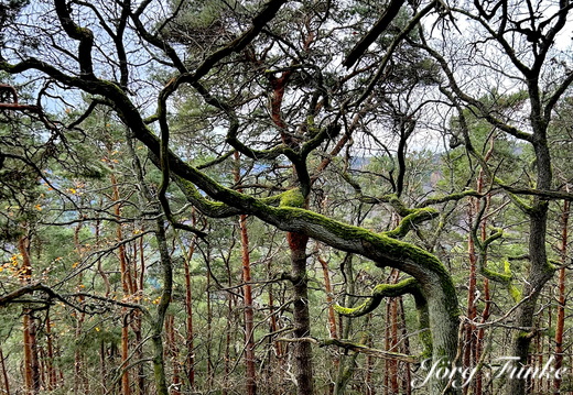 Trolle und Waldwesen